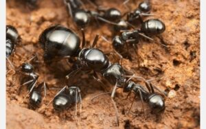 Myror har mycket välorganiserade samhällen