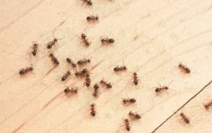 Myror är mycket starka