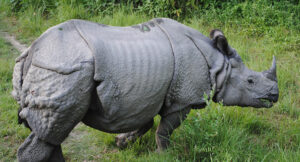 Ázia: domov ázijských nosorožcov