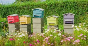 Starostlivosť o včely - Chov včiel ako začať