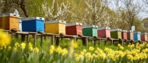 Hitta en lämplig plats för en bikupa - Att hålla bin - hur man kommer igång