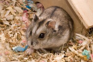 Karaktär och temperament - Campbells hamster