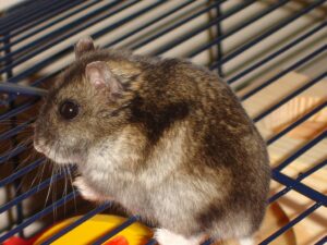 Hälsoproblem - Campbells hamster
