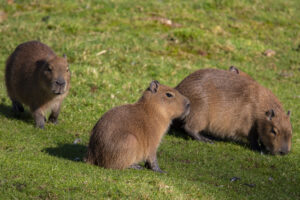 Där capybaran lever