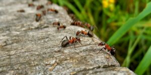 Vad man ska använda mot myror i trädgården
