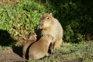 Ekologisk betydelse av capybaras