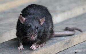 Slutsats - Mörk råtta