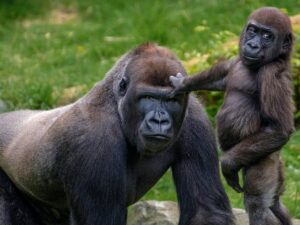 Zachovanie prostredia pre gorily