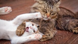 Rozdíly v chování - Jak rozeznat kočku od kocoura