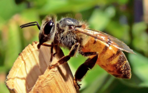Bin är viktiga för ekosystemen - Intressanta fakta om bin
