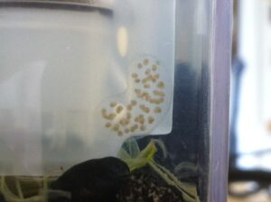 Vajíčka slimakov v akváriu