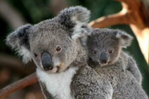 Eukalyptusskogar - hem för koalor