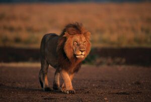 Utmaningar för lejonens överlevnad
