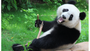 Pandans betydelse för ekosystemet - Var pandan lever