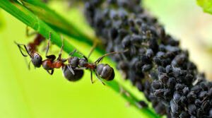 Prova kryddnejlikaolja - Vad man ska använda mot myror i trädgården