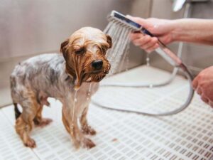Jak często kąpać psa w mieszkaniu?