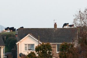 Kráva na streche