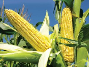 Kukuričný sirup - Čo sa vyrába z kukurice