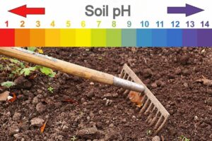 Ako zistiť pH pôdy
