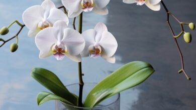 Ako často polievať orchideu