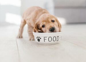 Ako často kŕmiť šteňa
