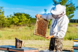 Pořiďte si včely - Jak se stát včelařem