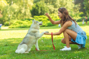 Vek šteniatka - Kedy začať cvičiť psa