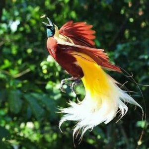 Paradisaea apoda - Exotické vtáctvo