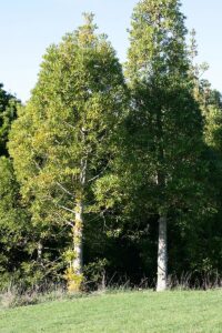 Kauri (Agathis) - Exotické stromy