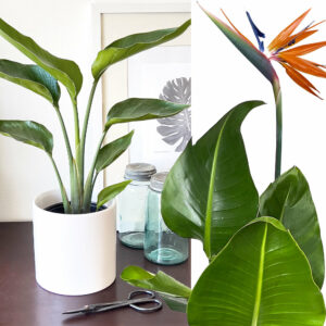 Strelície (Strelitzia) - Exotické rastliny do bytu