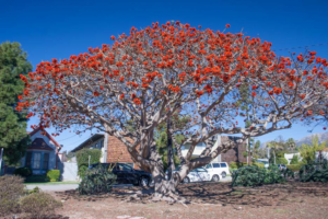 Kafrový strom (Erythrina caffra) - Exotické stromy