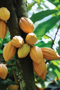 Strom kakaovníka (Theobroma cacao)