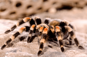 Tarantula - Exotické domáce zvieratá