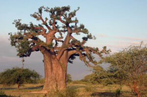 Africký baobab (Adansonia digitata)