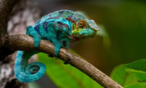 Chameleon - Exotické zvíře