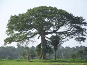 Strom kapok (Ceiba pentandra)