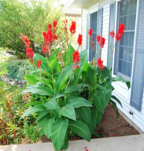 Canna Lily (Kanna) Exotické rastliny