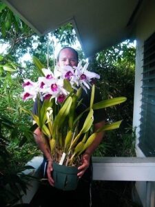 Orchidej Cattleya (Orchidej Cattleya)