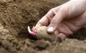 Plantering av potatis - När ska man plantera potatis?