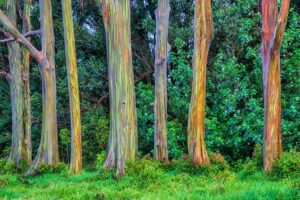 Stromový papagáj (Eucalyptus deglupta) - Exotické stromy