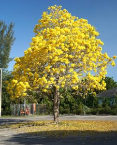 Strom zdobený květy (Tabebuia)