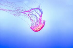 Světélkující medúza - Exotické zvíře