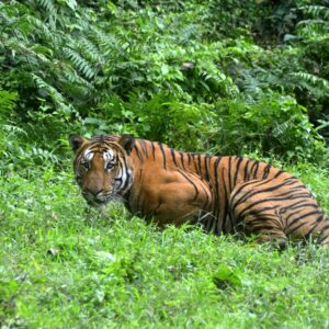 Džungle a tigre - India zaujímavosti