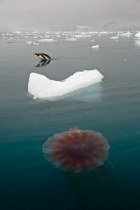 Obří medúzy (Cyanea Antarctica)