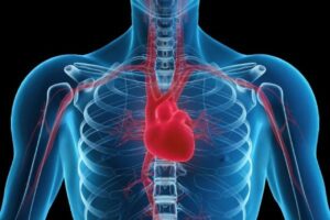 Srdce a jeho vztah k ostatním orgánům - Kde se nachází srdce