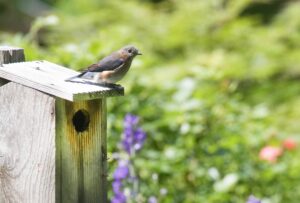 Vytvorte Vhodné Podmienky Pre Hniezdenie - Ako prilákať vtáky do búdky