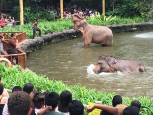 Singapore Zoo - Singapur zaujímavosti