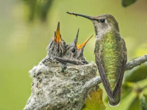 Migrácia vtákov - Tajomstvo dlhých letov
