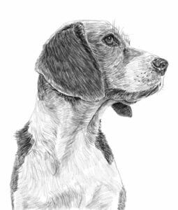 Textura srsti - Jak nakreslit psa