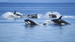 Kosatka dravá (Orcinus orca) - Antarktída živočíchy